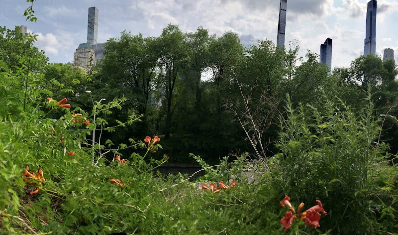 A Native Meadow