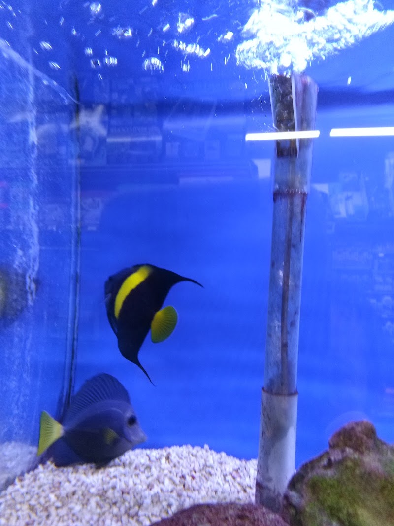 AA Aquarium and Pond cleaning
