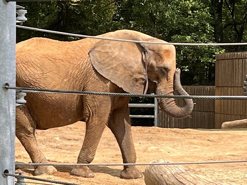 African Elephants