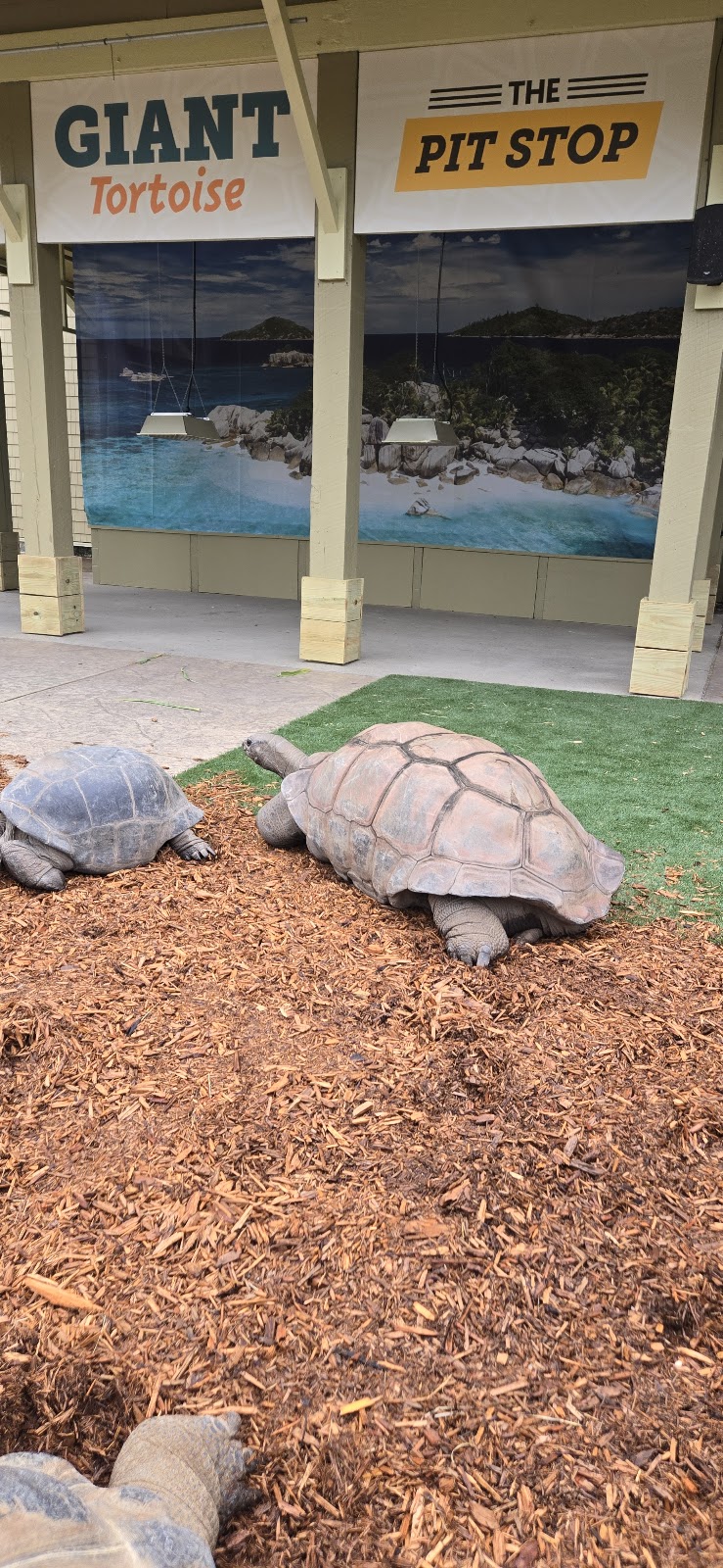 Aldabra Tortoise Exhibit