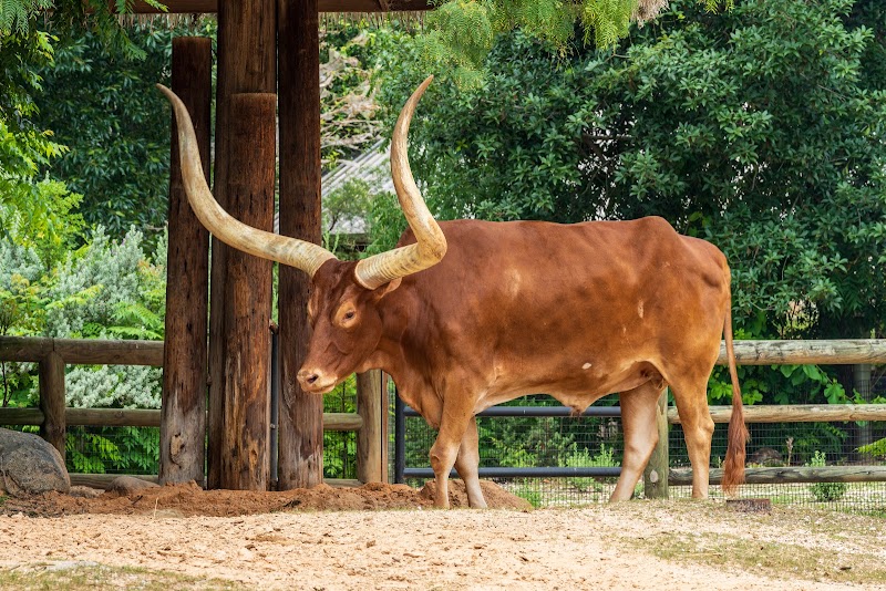 Ankole Cattle