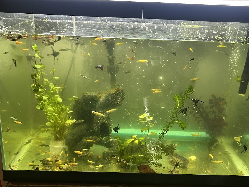 Aquamundo comercializadora de peces y plantas
