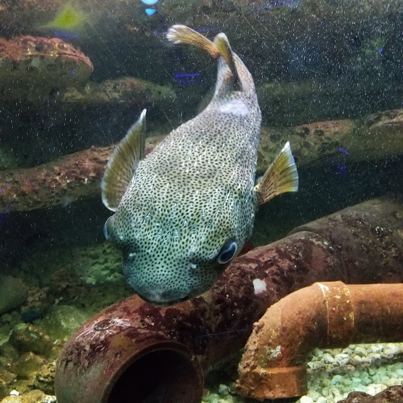 Aquarium
