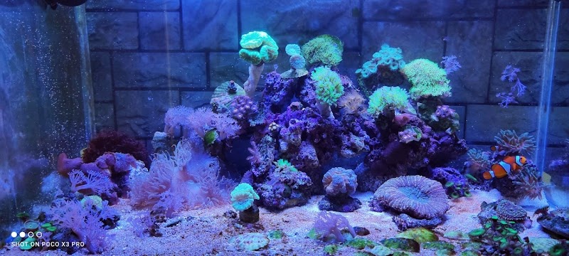Aquarium Geeks LA