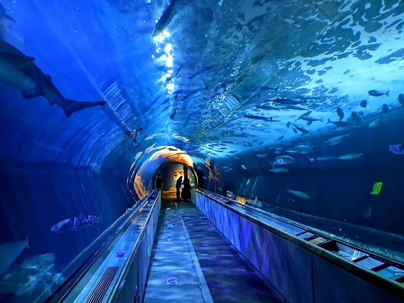 Aquarium of the Bay