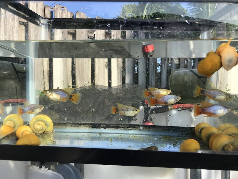 Aquazul Tropical Fish LLC