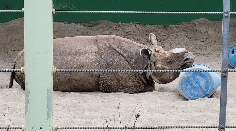 Asian Rhino