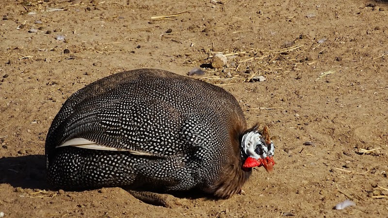 Aviario del Parque Central Poniente