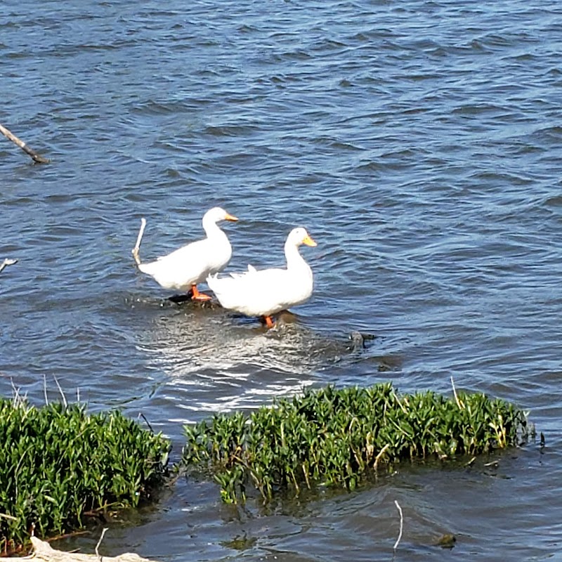 Bachman Lake Park - Photo 4