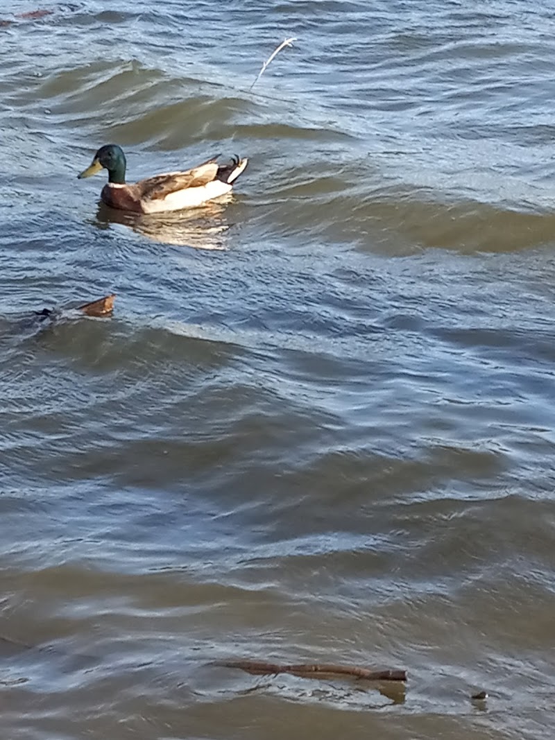 Bachman Lake Park - Photo 5