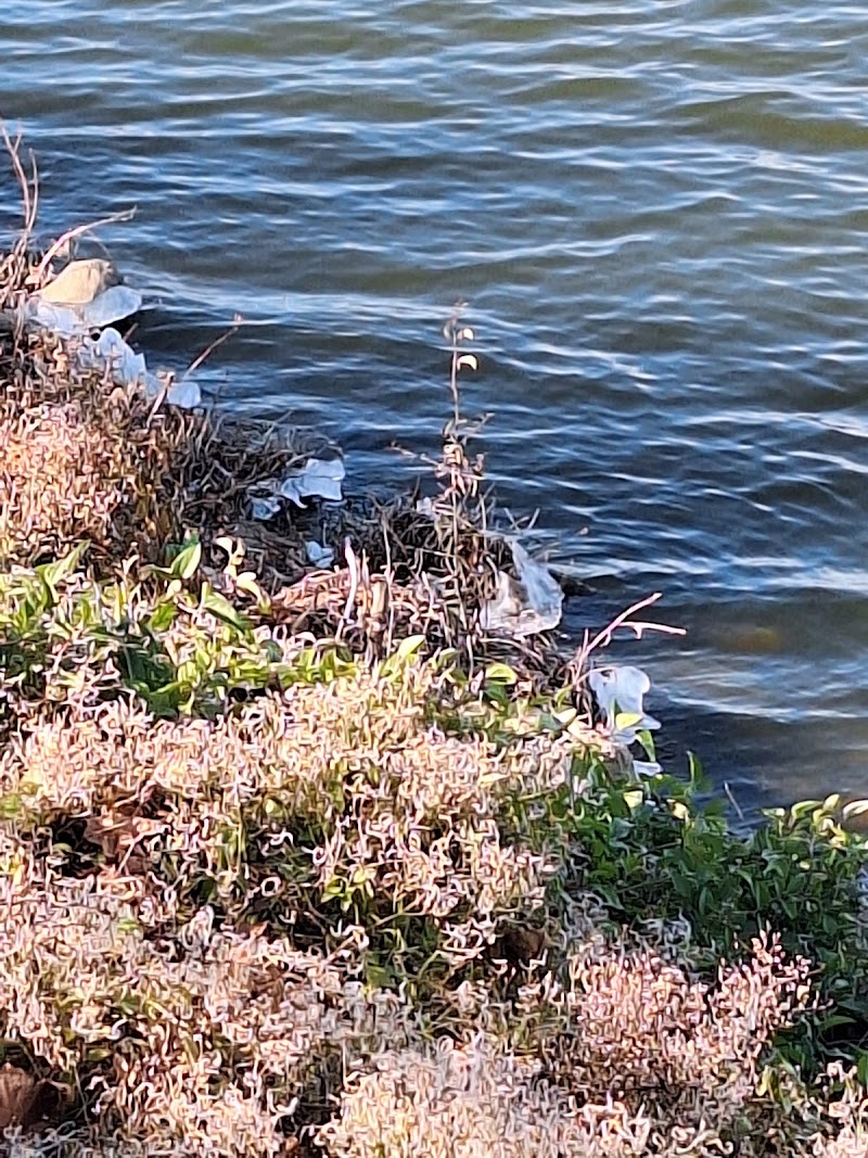 Bachman Lake Park - Photo 7