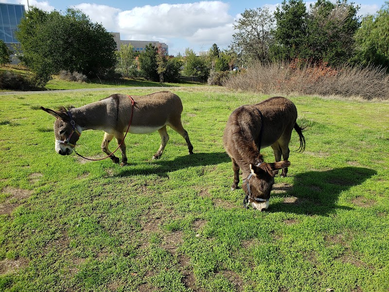 Barron Park Donkeys