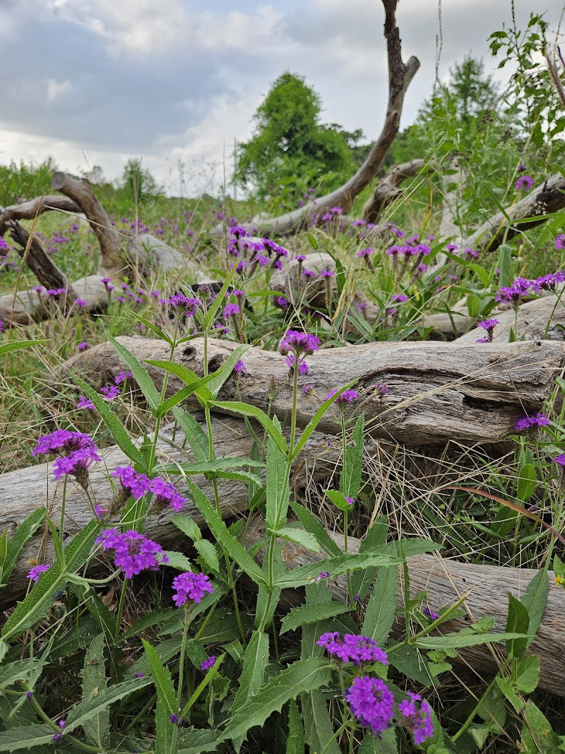 Bayou Parkland - Photo 5