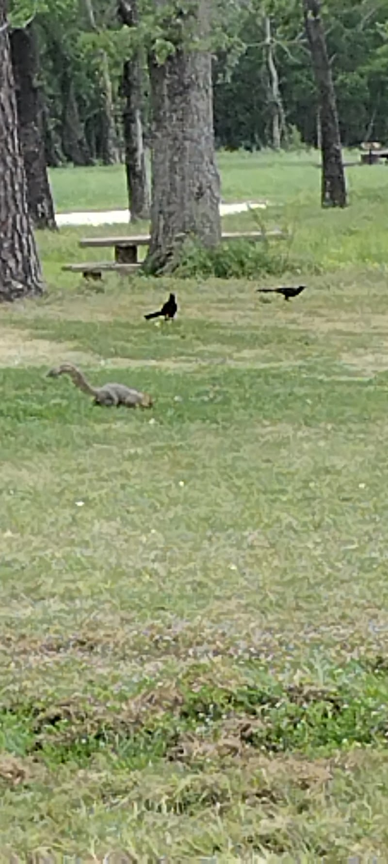 Bear Creek Playground - Photo 7