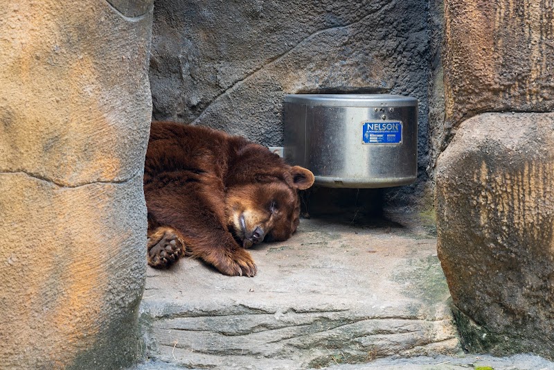 Bear Enclave