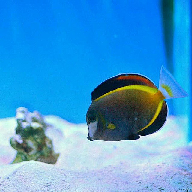 Beautiful Reefs LLC