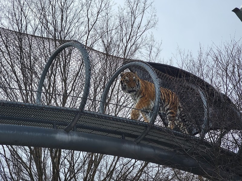 Big Cat Falls