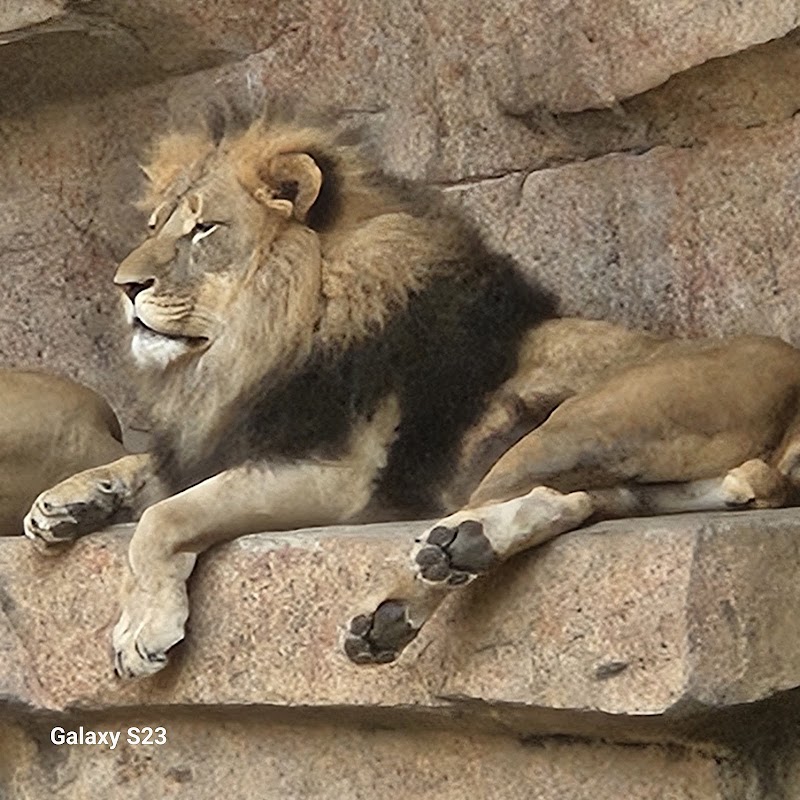 Big Cats