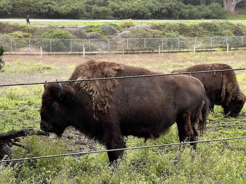 Bison Paddock