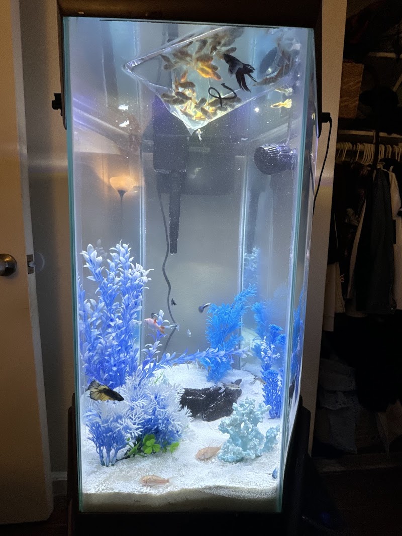 Buena Park Aquatics