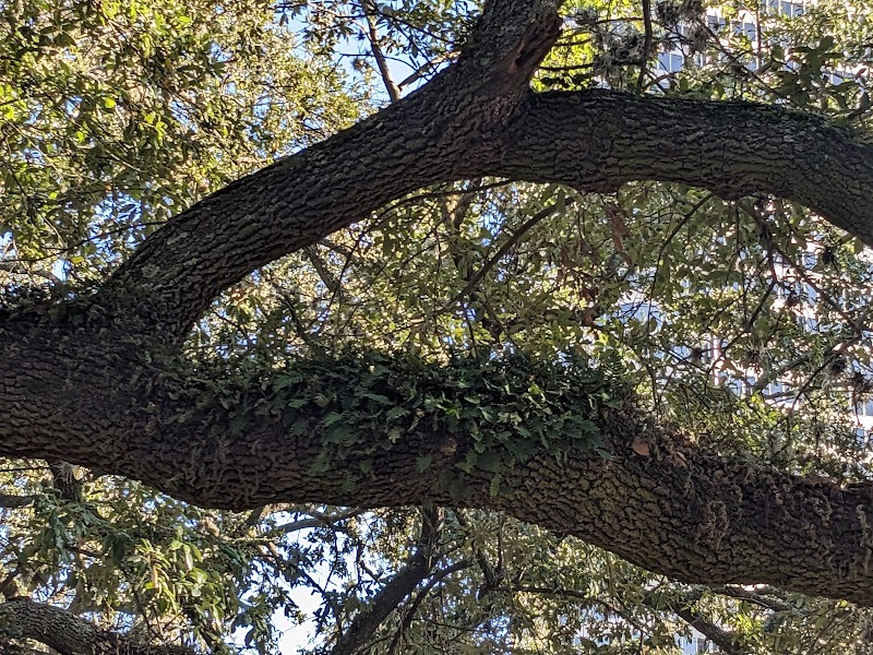 Buffalo Bayou Park - Photo 9