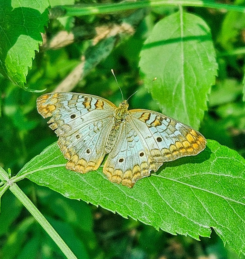 Butterfly Hollow