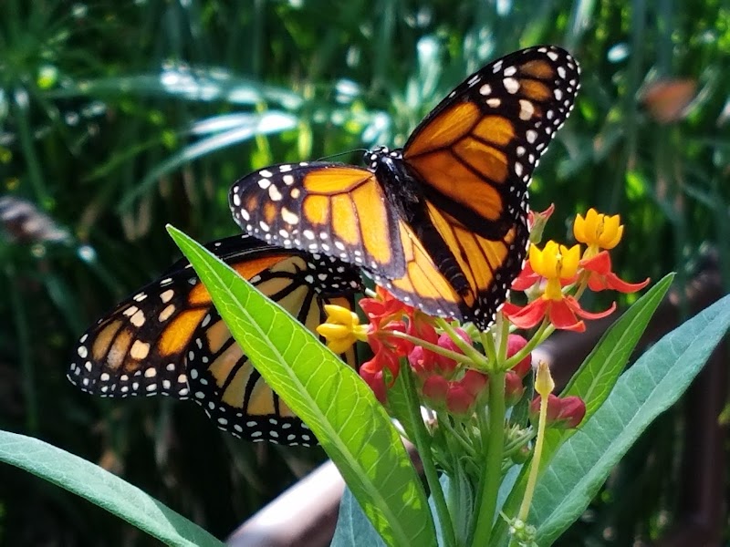Butterfly Pavilion