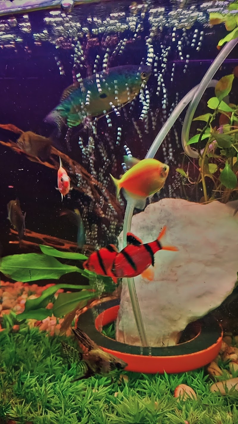 Candy Acuario