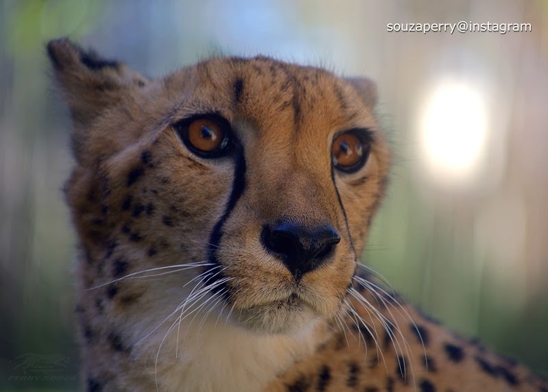 Cheetah Run
