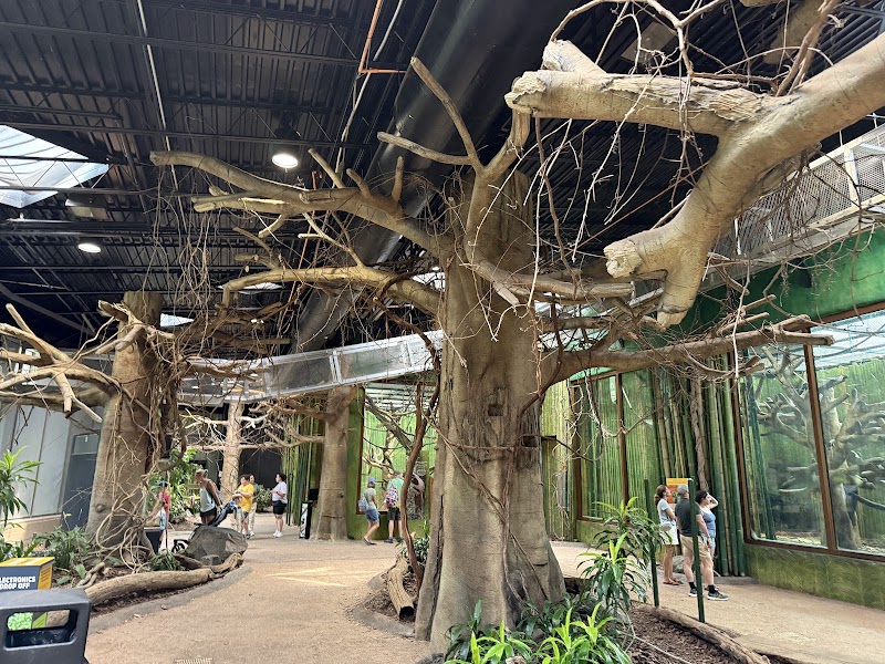 Chimpanzee Forest