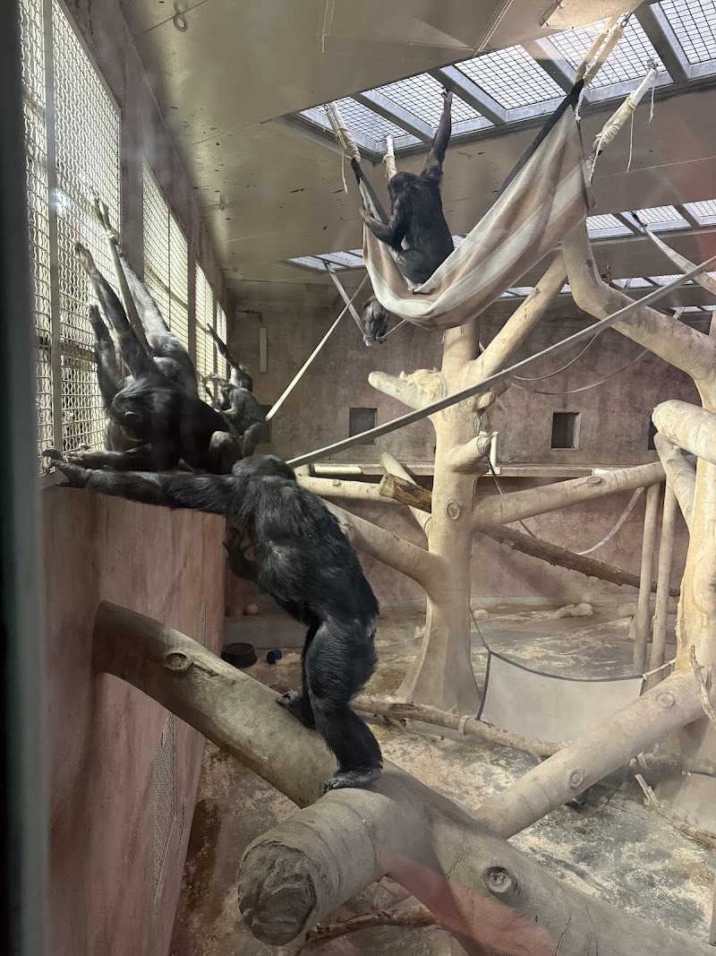Chimpanzee Habitat