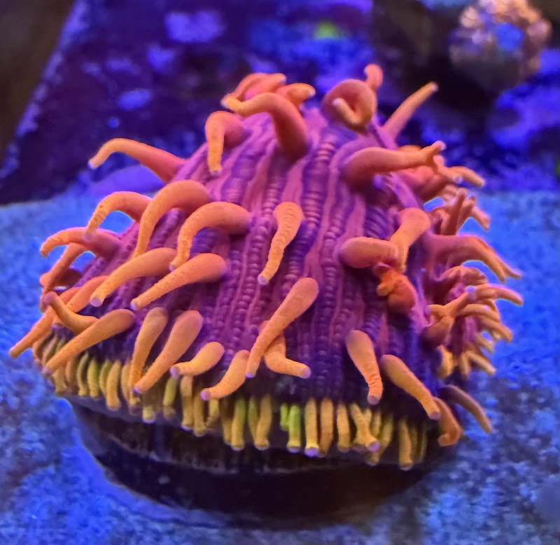 City Boy Corals & Aquarium servicing