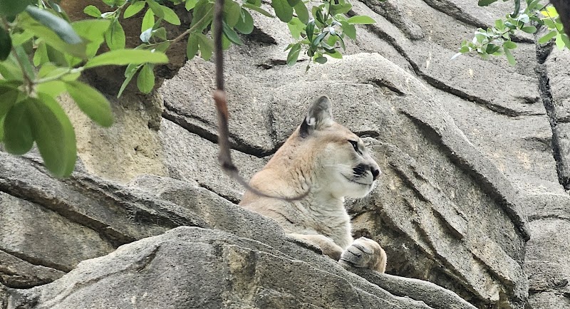 Cougar