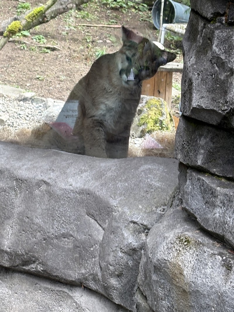 Cougar Exhibit