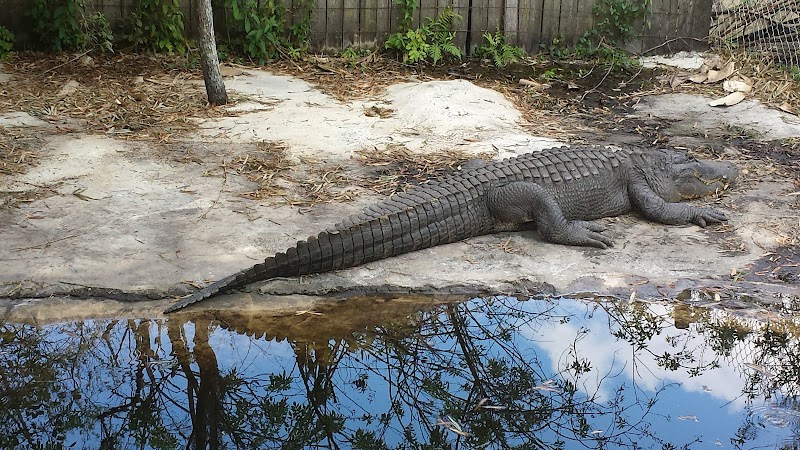 Croc Encounters