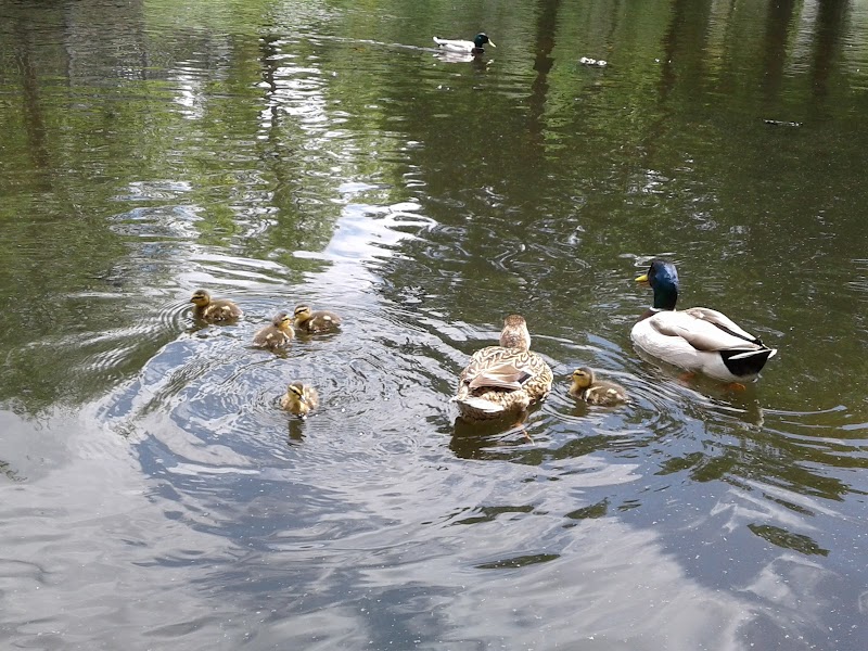 Curtis Park - Photo 10