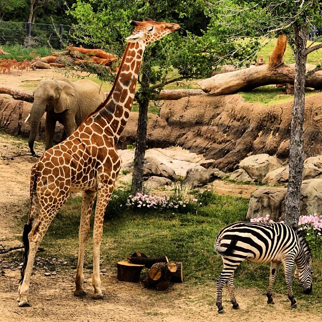 Dallas Zoo - Photo 2