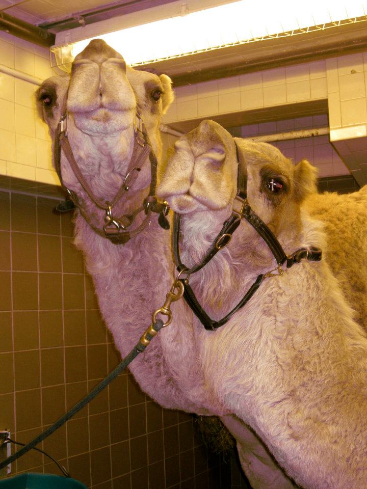 Dawn Animal Agency