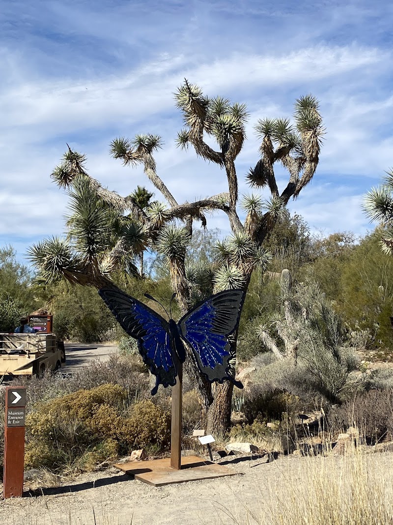 Desert Grassland