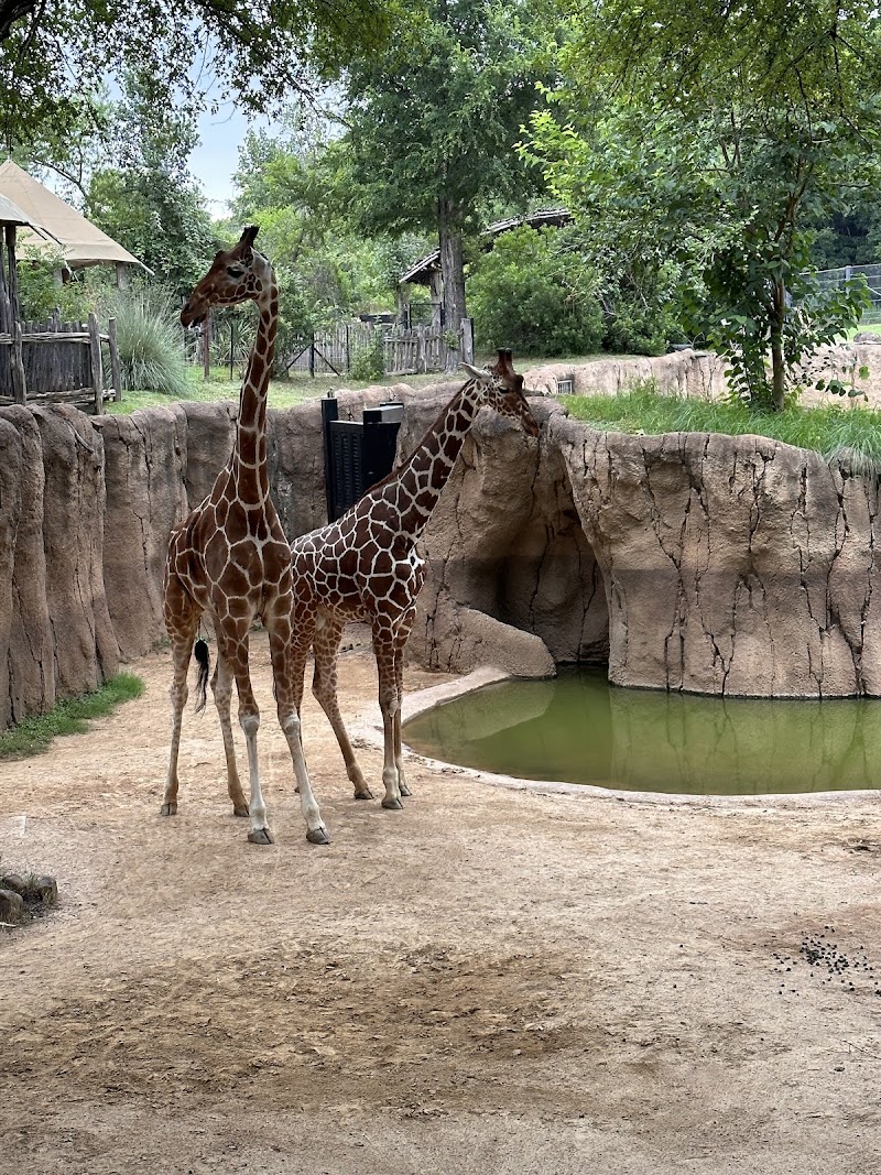 Diane and Hal Brierley Giraffe Ridge - Giraffe Feeding