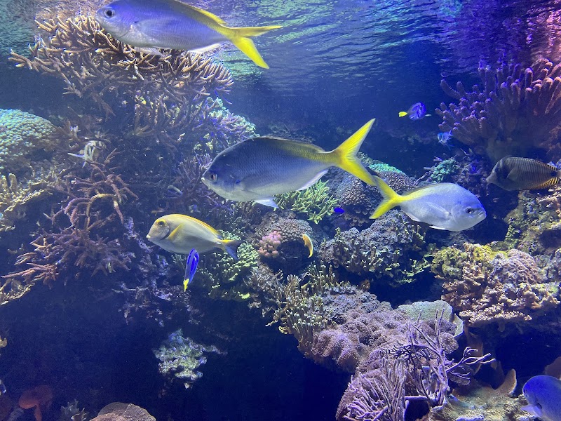 Downtown Aquarium - Photo 4