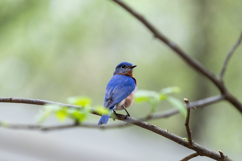 Dunwoody Nature Center