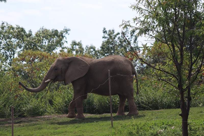Elephant exhibit (Tembo Camp)