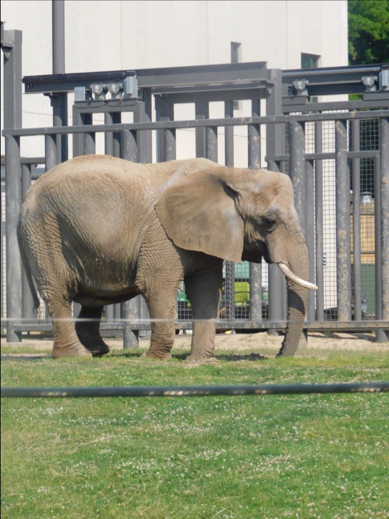 Elephant Loft