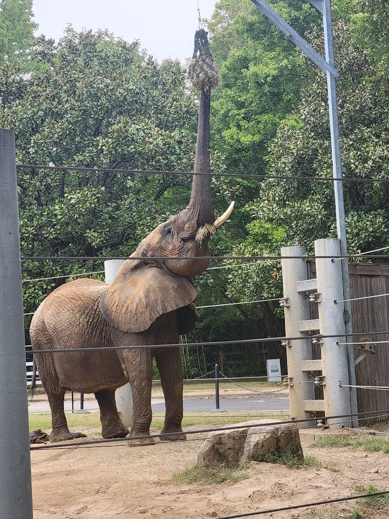 Elephant's Trunk