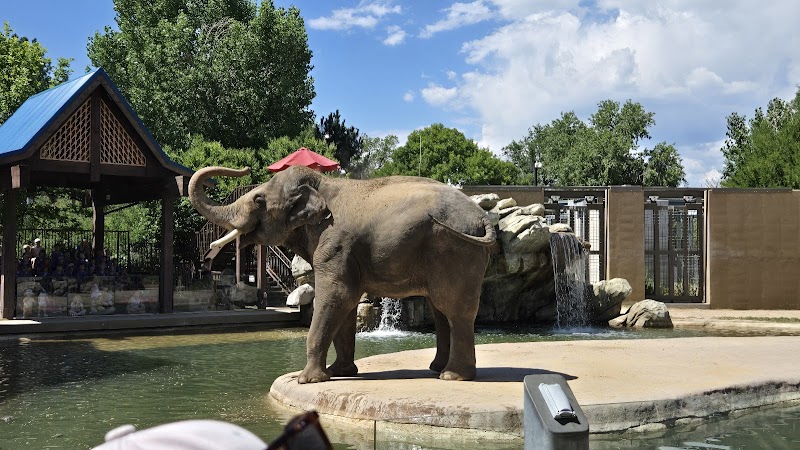 Elephants