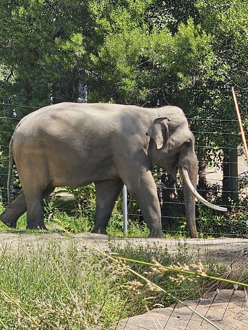 Elephants of Asia