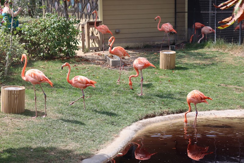 Flamingo exhibit