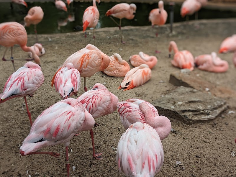 Flamingo exhibit