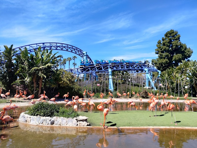 Flamingos